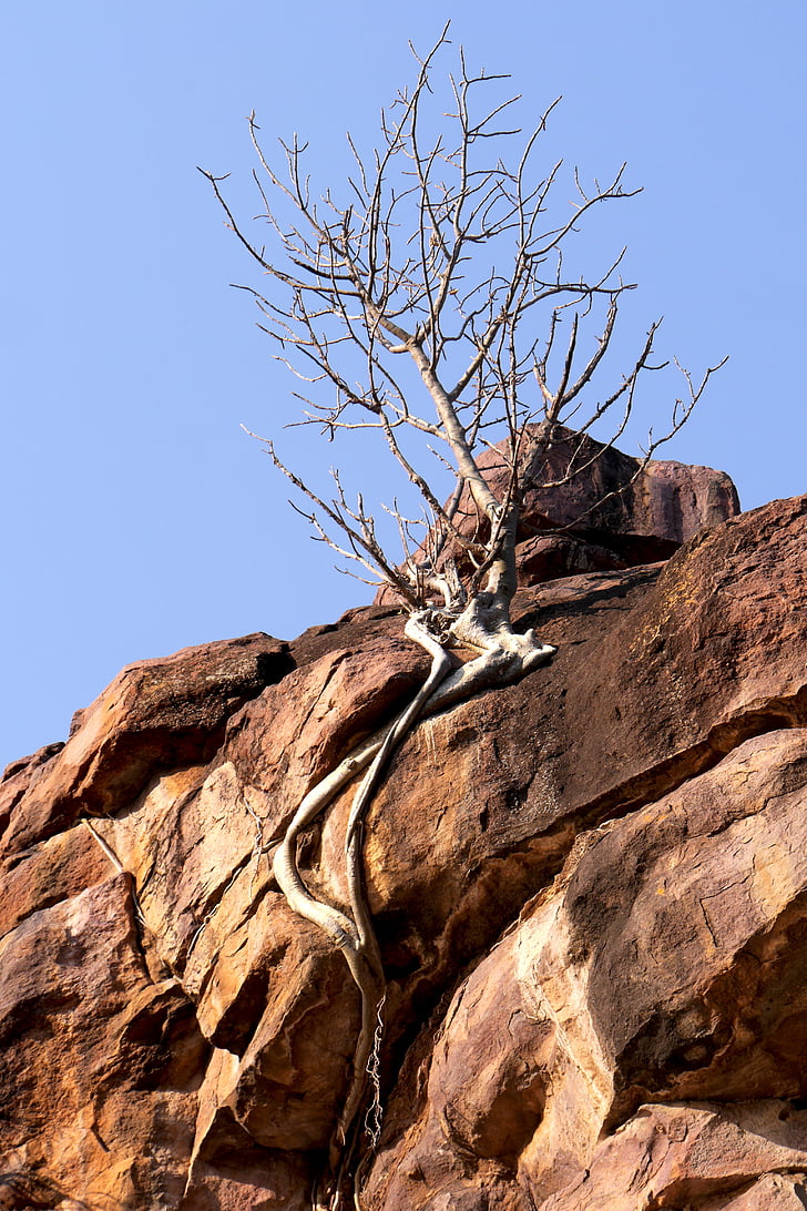 rock, tree, than life artist, nature, drought