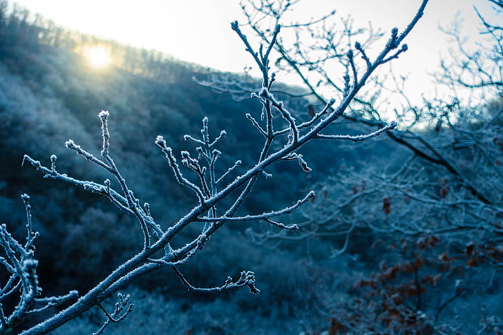 Winter, Eis, Wald, Natur, Baum, kalten Temperaturen, Anlage