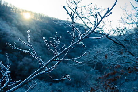 Vinter, isen, skog, natur, treet, kald temperatur, anlegget
