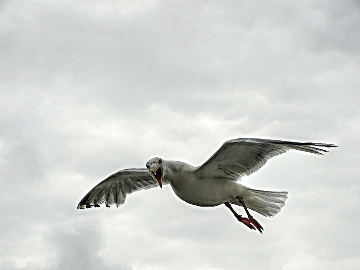 seagull, flight, seevogel, bird, in flight, sky, fly