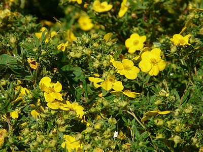 krzew palec, Bush, Pięciornik krzewiasty, żywopłot, kwiaty, żółty, Potentilla fruticosa