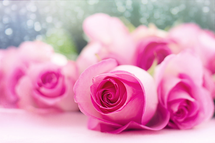 กุหลาบสีชมพู, ดอกกุหลาบ, ดอกไม้, โรแมนติก, โรแมนติก, ความรัก, วาเลนไทน์