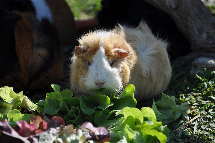 guinea pig, salad, eat, rosette, rodent, animals
