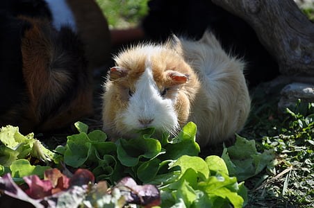 Guinea pig, salāti, ēst, rozete, grauzēji, dzīvnieki