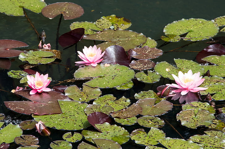 Lilie wodne, staw, Natura, rośliny wodne, kwiat, Bloom, wody