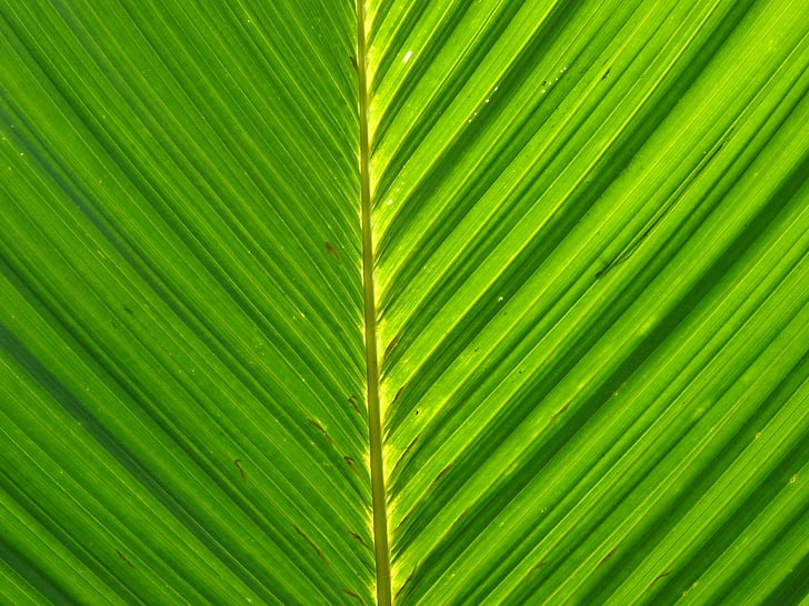 Palm, лист, листя, пальмового листя