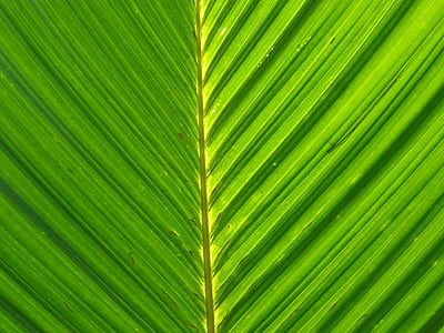 palmy, liść, liści, liście palmowe