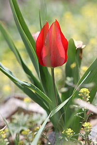 Hoa tulip, màu xanh lá cây, màu đỏ, Hoa, Sân vườn, thực vật, Hoa