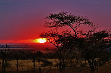 タンザニア, セレンゲティ国立公園, 自然セレンゲティ, アフリカ, 風景, 風景, 自然