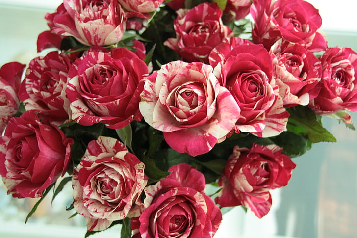 rose, flowers, red, white, bouquet, love, romantic