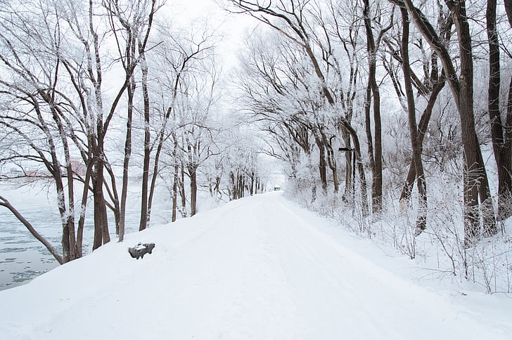 ถนน, ครอบคลุม, หิมะ, ฤดูหนาว, เย็น, เส้นทาง, ต้นไม้
