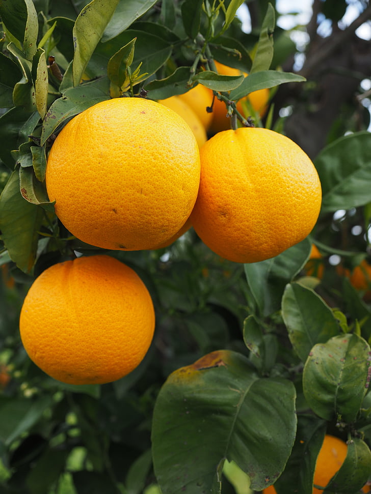 oranžová, ovoce, pomerančovníku, strom, barvínek, citrusové, Diamond zelená