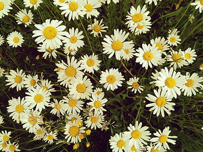 bunga musim panas, Margarite, warna-warni, alam, bunga, musim panas, mekar