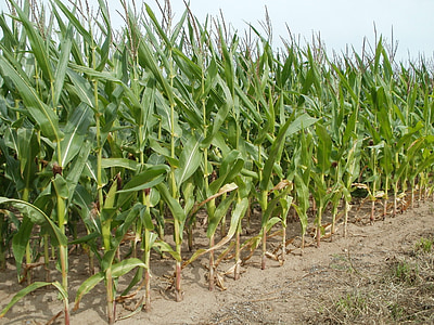 fields, maize, corn, agriculture, nature, crop, plant