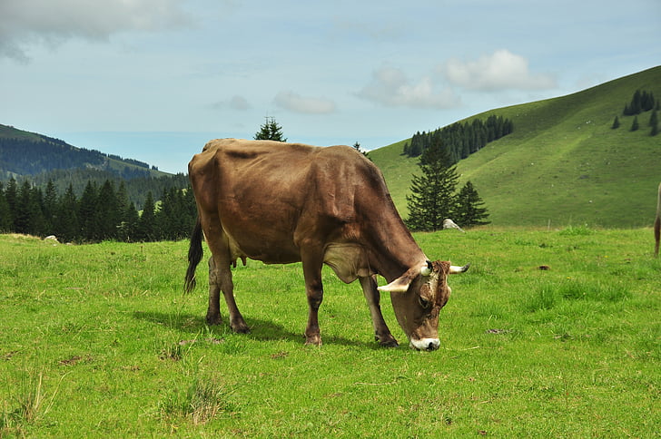 奶牛, 母牛, alm, 山脉, 瑞士, säntis, 高山