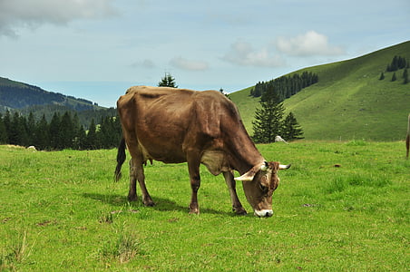 melk kua, ku, Alm, fjell, Sveits, Säntis, alpint