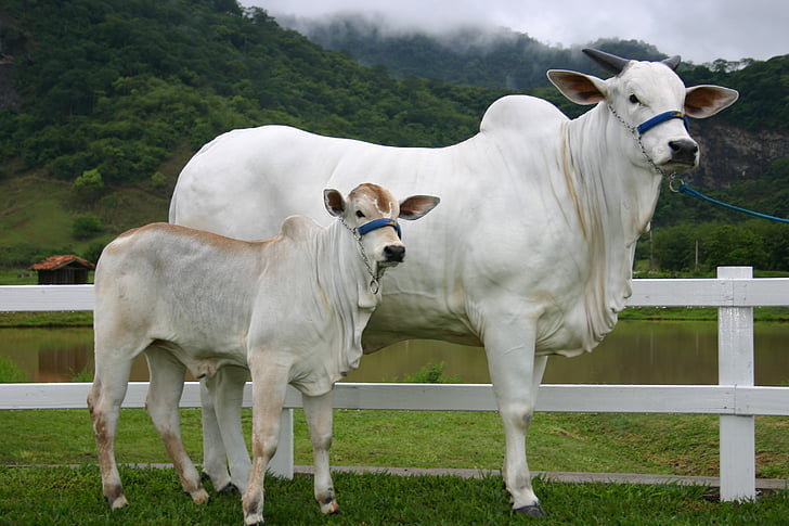 sapi, betis, Nellore, penciptaan, daging sapi