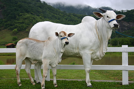 karvė, blauzdos, Nellore, kūrimas, veršienos