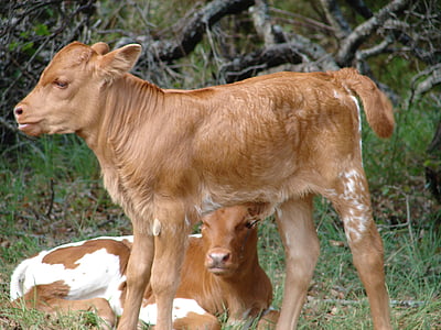kalf, baby, koe, vee, jonge, boerderij, Tan