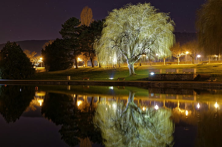 šviesos, naktį, ežeras, atspindys, medis