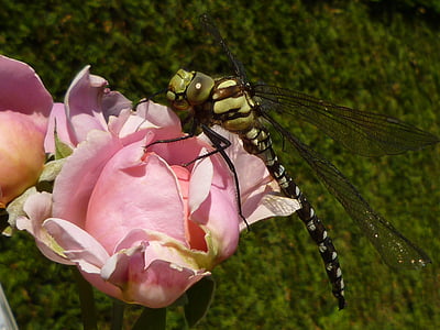 dragonfly, insect, nature, close, macro photography, rose
