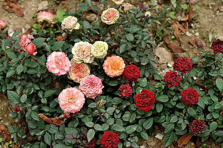 Virágoskert (virágágyások), május, virágok, Rózsa, szín