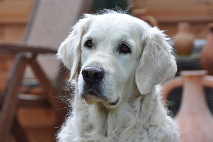 Golden retriever, hond, hoofd van de Golden retriever, dierlijke portret, vanaf de dijk kuhle