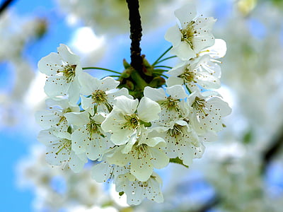 pomera, pomera, flor, flor, primavera, flors d'arbre de Poma, Hort
