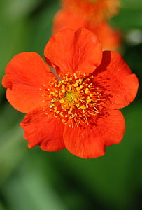 japonica, rød, blomst, forår, japansk, kvæde, close-up