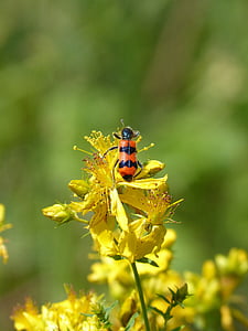 Scarabeo, Coleoptera, nero e arancione, erba di San Giovanni