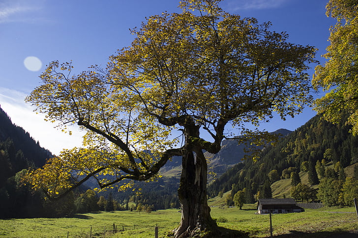 medis, rudenį, kraštovaizdžio, plokštumoje, rudens spalvos, Gamta, kalnų