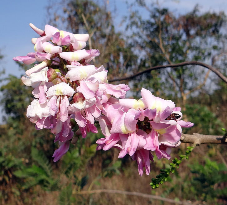 gliricidia sepium, Mehhiko lilla, mesilane, puu, lilled, lämmastikku siduva, India