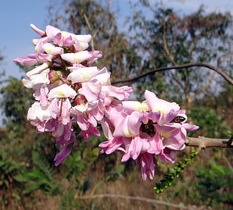 Gliricidia sepium, mexicano lilás, abelha, árvore, flores, fixação de nitrogênio, Índia