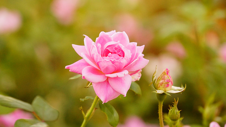 en rose, natur, blomster, Pink, steg