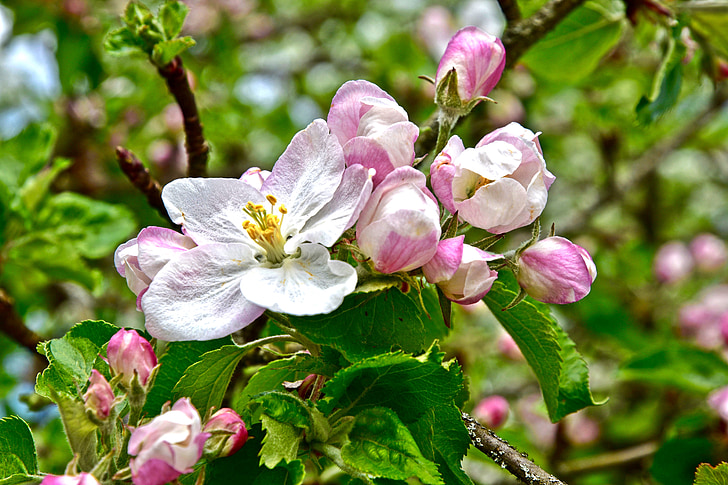 tavaszi, Blossom, Bloom, Virágszálnak Apple, teljes virágzás, gyümölcsös