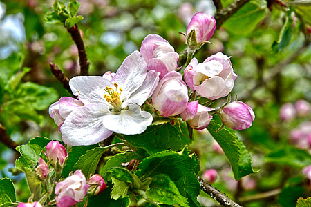 Primavera, flor, flor, flor de maçã, plena floração, pomar