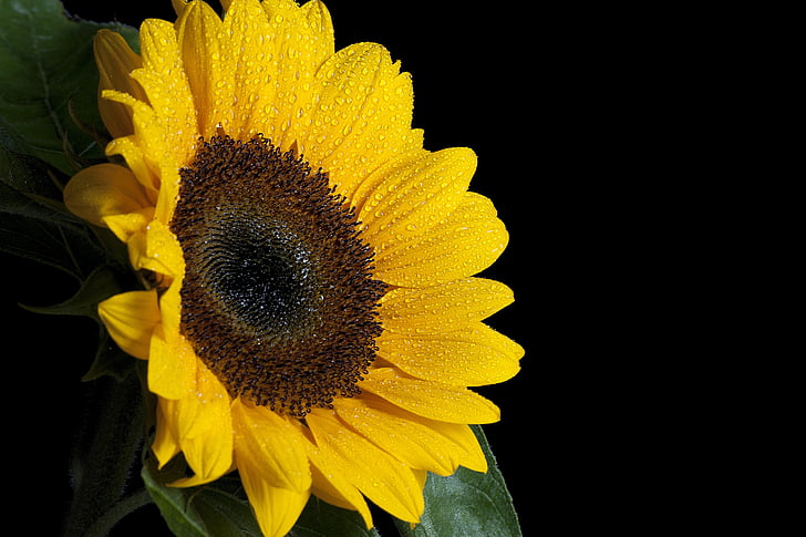 Sun flower, květ, mokrý, voda, odkapávací misky, černá, teplý
