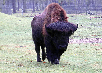 wisent, buffalo, large, massive, autumn forest, zoo, forest