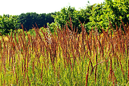 gresset, Reed, gress, anlegget, blader, natur, vekst