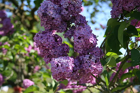 Flieder, violett, Garten, Blumen