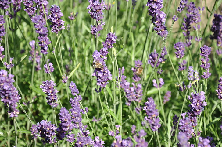 Lavender, Danau balaton, dekat, ungu, alam, bunga, tanaman