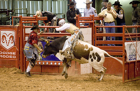 rodeo, cowboy, bull, riding, west, arena, competition