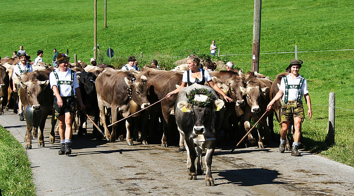 Allgäu, Bavorsko, krávy, viehscheid, zvířata, kráva, celní