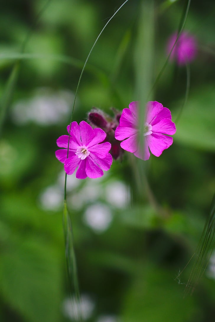 flower, pink, nature, green, pink flowers