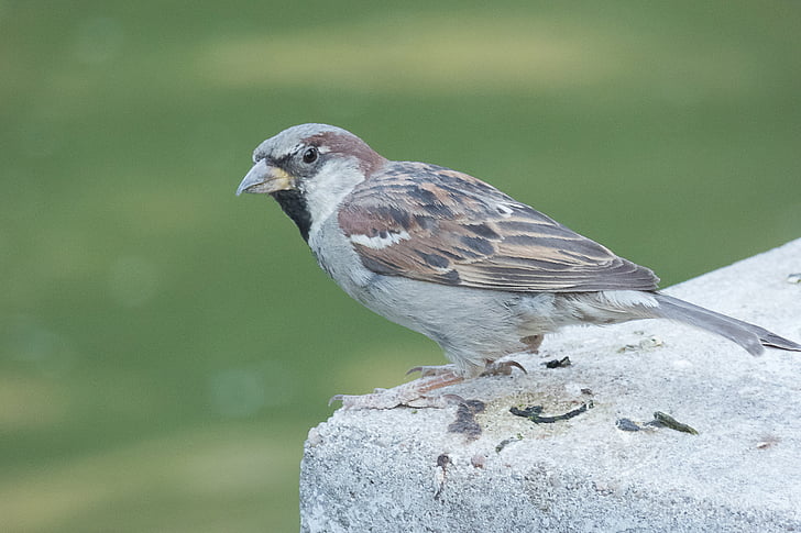 sparrow, bird, park, little bird, fly, dom, peak