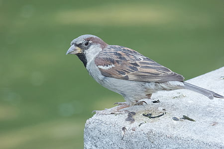 Sparrow, burung, Taman, burung kecil, terbang, Dom, puncak