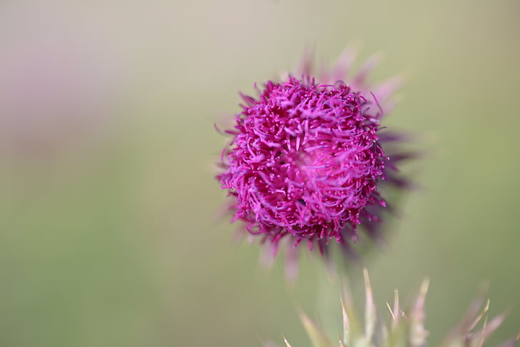 thistle, flowers, nature