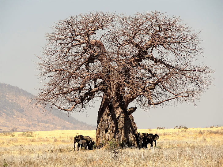 africa, tree, baobab, tanzania, nature, safari