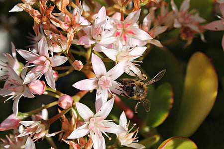 bee, flower, pistils, honey, sweet, insects, pollen