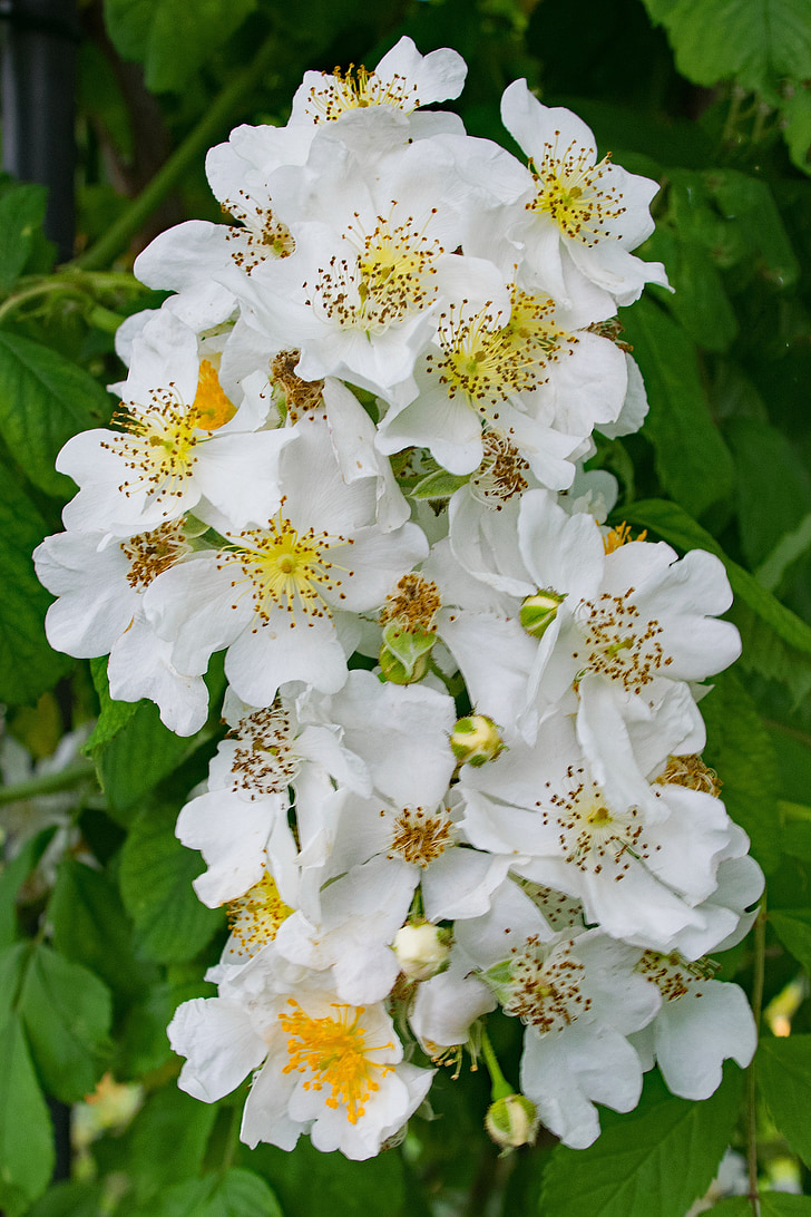 Rózsa, Ste, Geneviève, virágok, fehér, Blossom, Bloom